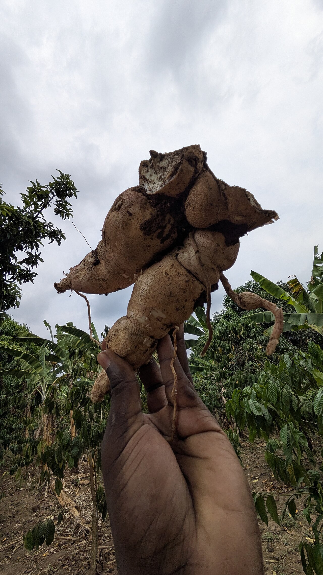 Cassava