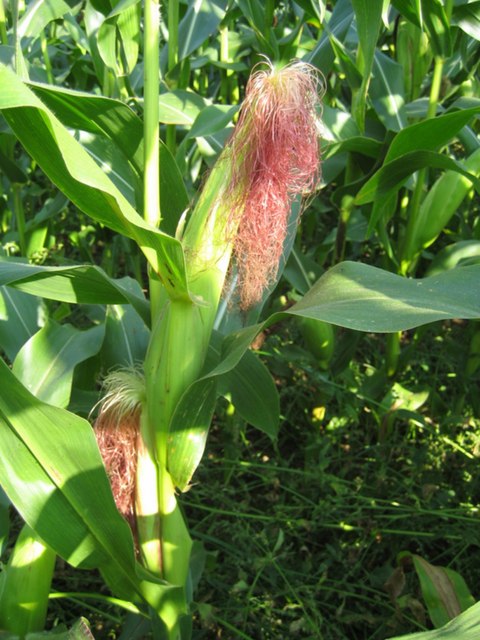 Maize